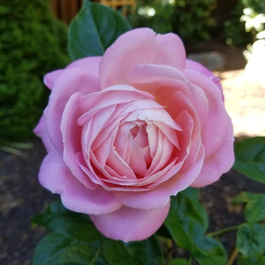 Rose Bush 'Amazing Grace' 317ff04c553c6c6dfef44f8a33475c1c 5
