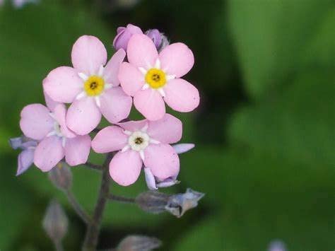 Myosotis 'Mon Amie Pink' Myosotis 'Mon Amie Pink' image4 4
