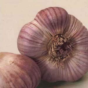 Garlic Planting Bulbs - Germidour Pink  2