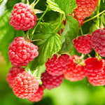 Raspberry Plants  14