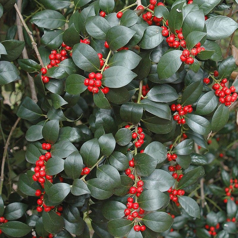 Ilex Aquifolium JC Van Tol 33ea0e45107314efdacbbb65f1152eb9 5