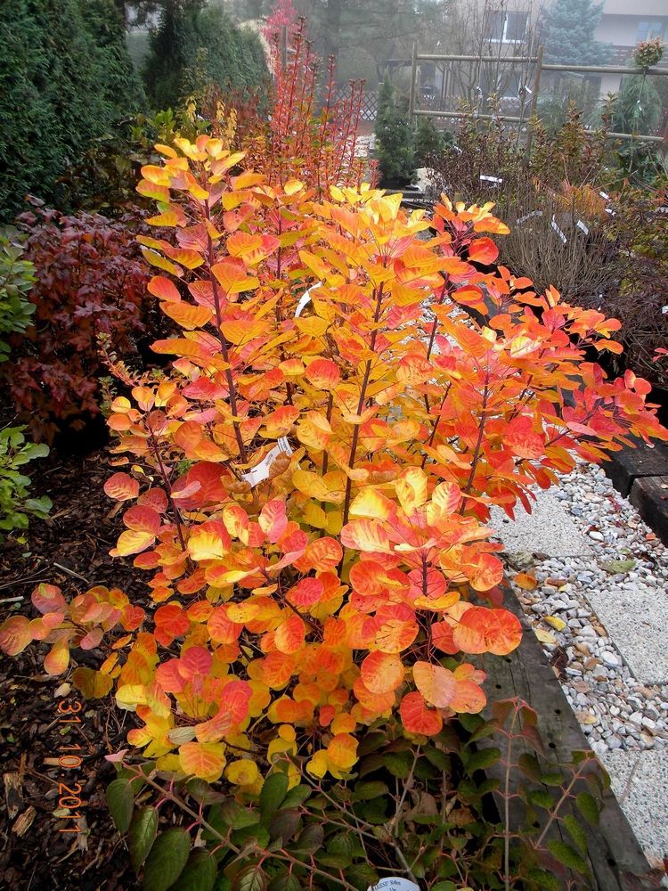 Cotinus - 'Golden Spirit' Cotinus - 'Golden Spirit' image3 3