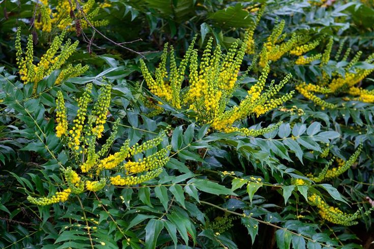 Mahonia Media Evergreen 34498a948465f51f7f3e9d146b4db392 2