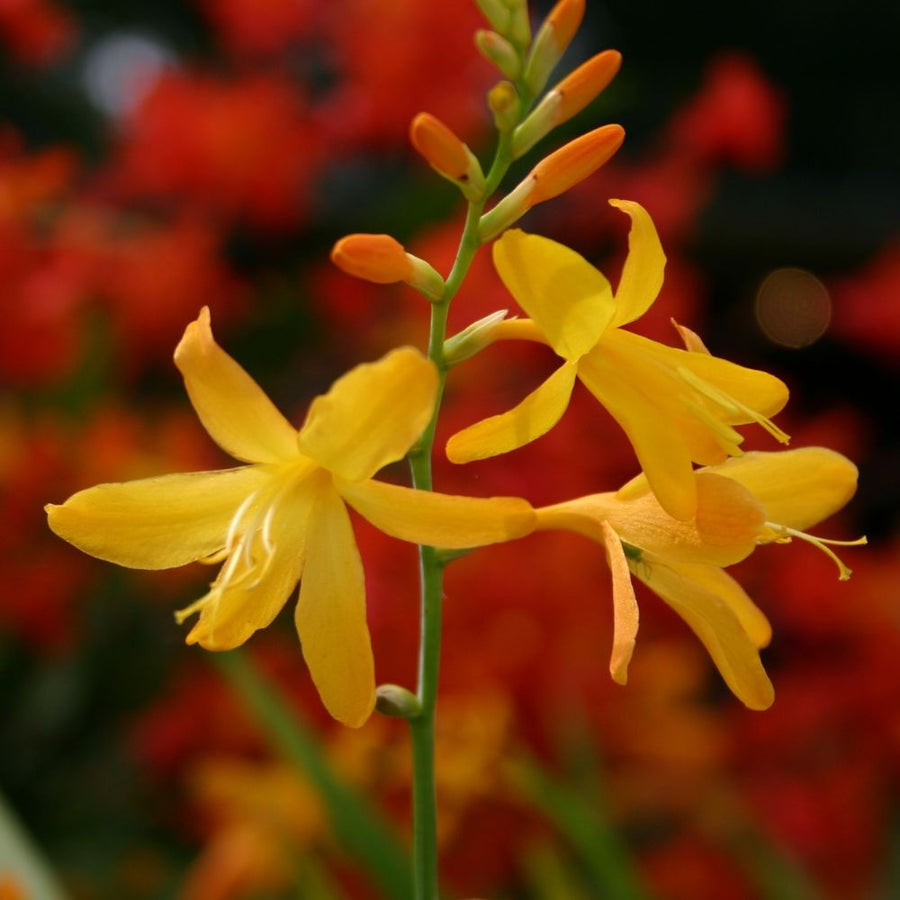 Crocosmia George Davidson  1