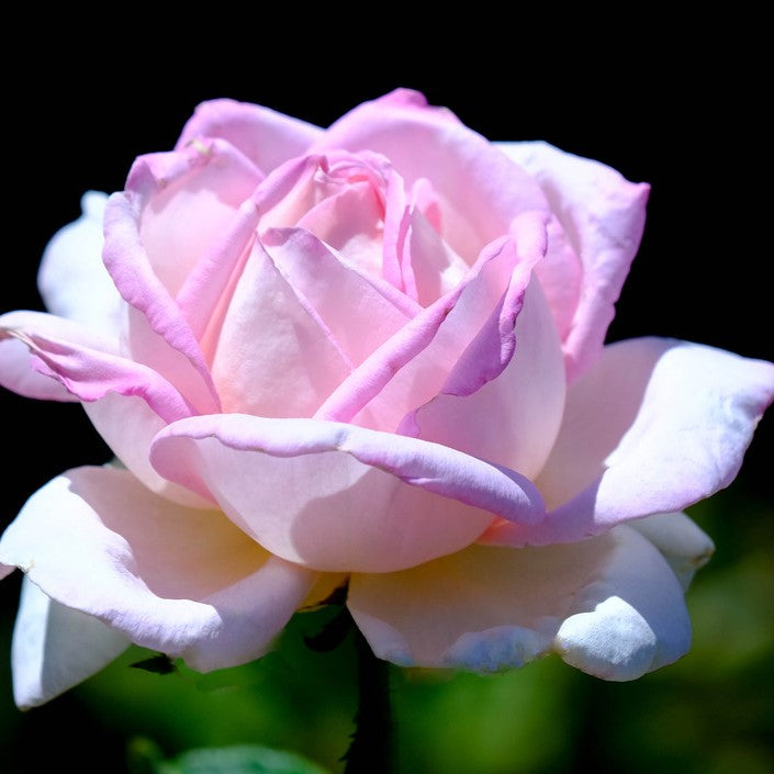 Rose Bush 'Amazing Grace' 349209 4