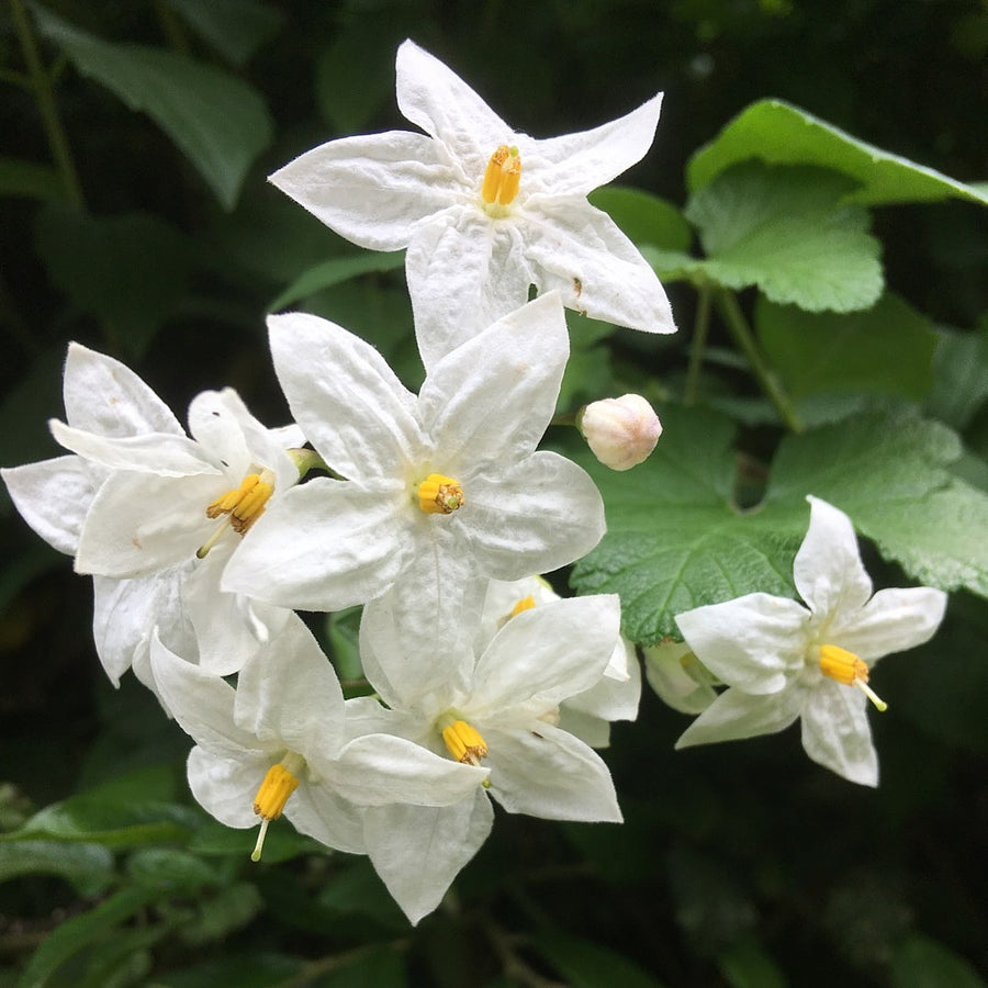 Solanum Laxum Album Jasmine Nightshade Solanum laxum 'Album' (Jasmine Nightshade) image3 3