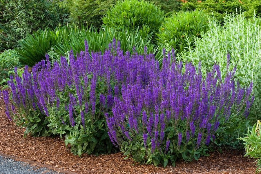 Salvia 'East Friesland' (2 Plants) Salvia 'East Friesland' (2 Plants) image2 1