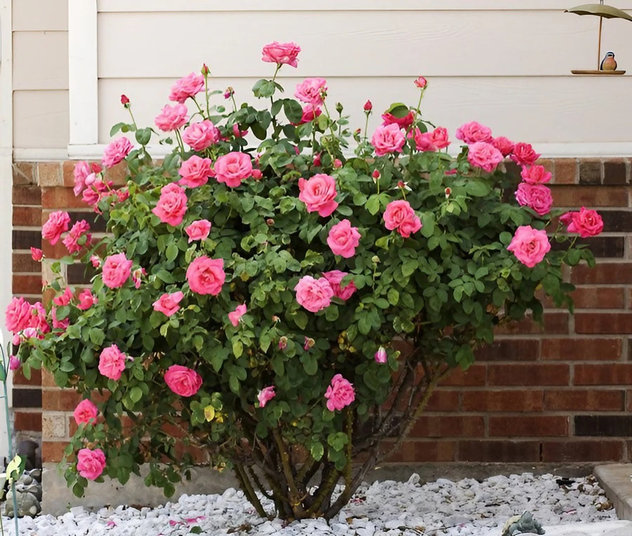 Pink English Scented Rose Bush 3559382414_a380cae102_z_clipdrop-enhance 5