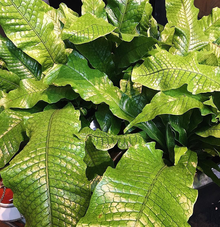 Microsorum Crocodyllus Fern in 6cm Pot 35cd37ba7293793fcb6d1166d79cf05b 2