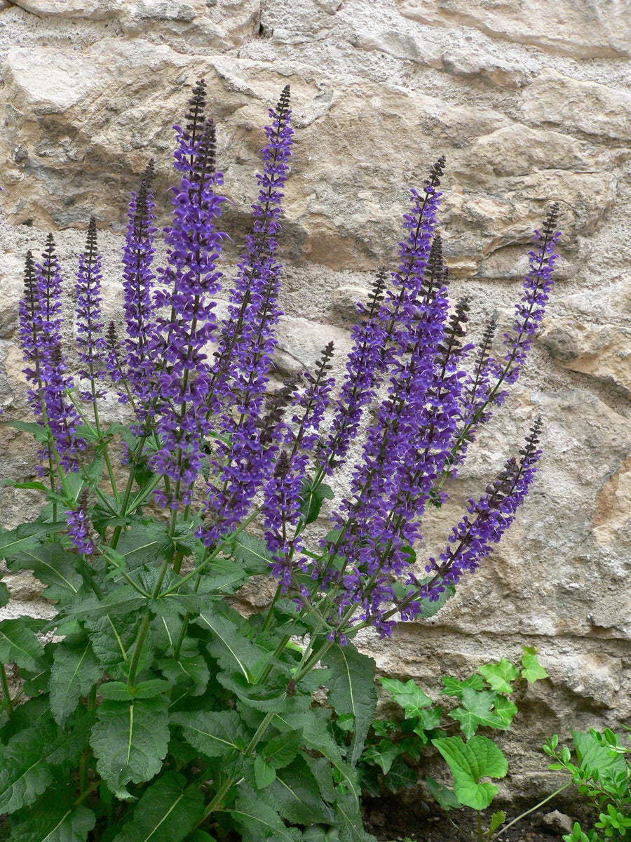 Salvia 'East Friesland' (2 Plants) Salvia 'East Friesland' (2 Plants) image4 4