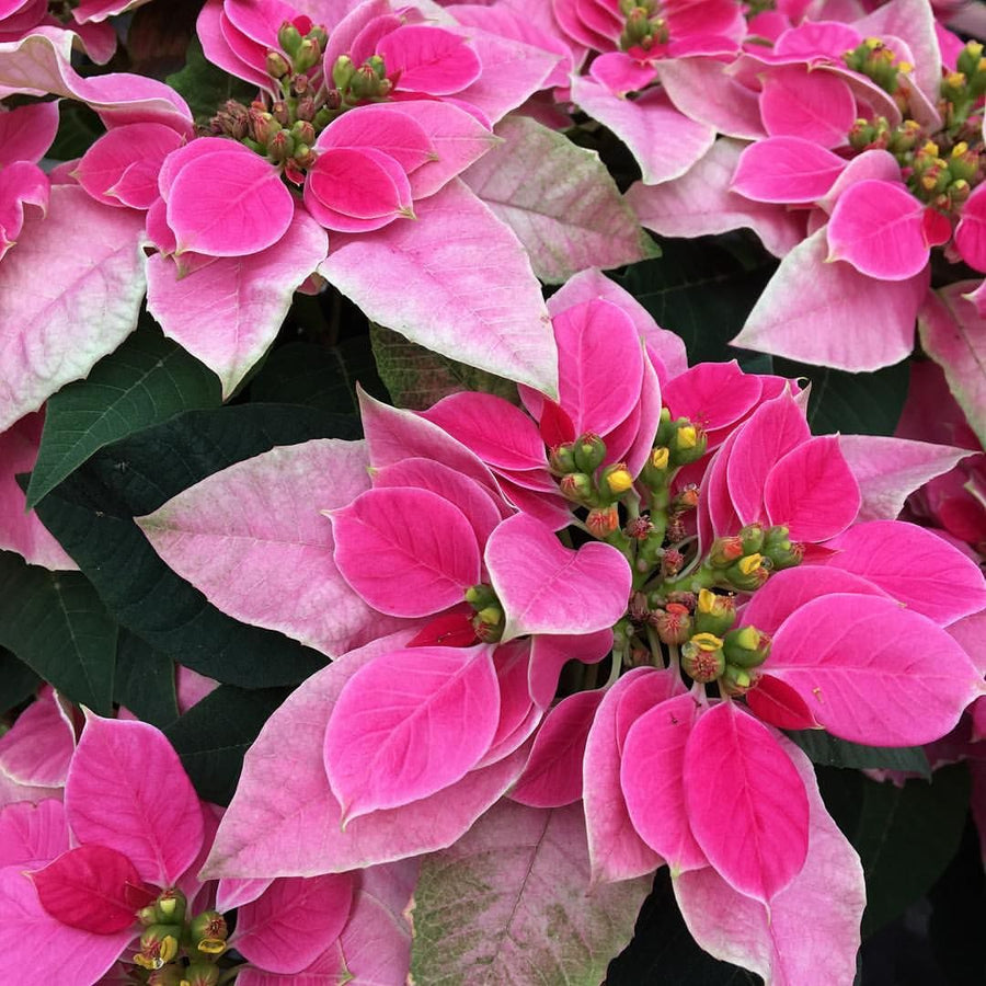 Pink Poinsettia - Pink Christmas Poinsettia Pink Poinsettia - Pink Christmas Poinsettia image4 1