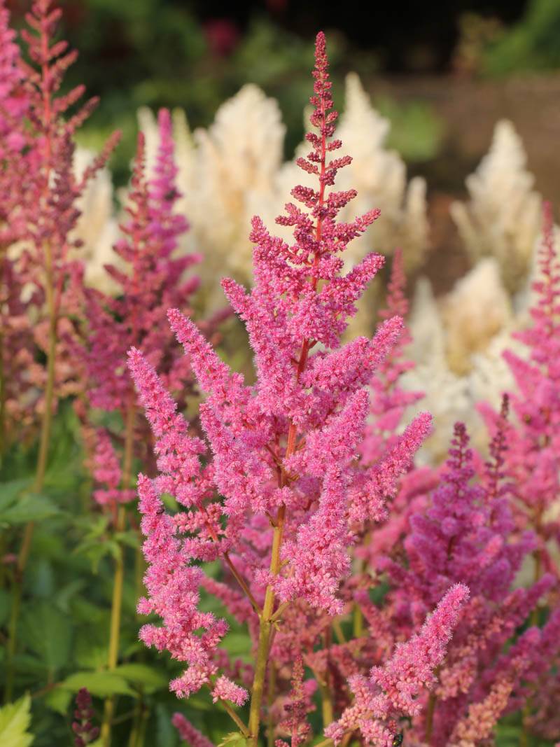 Visions in Pink Astilbe Plant 3693 1