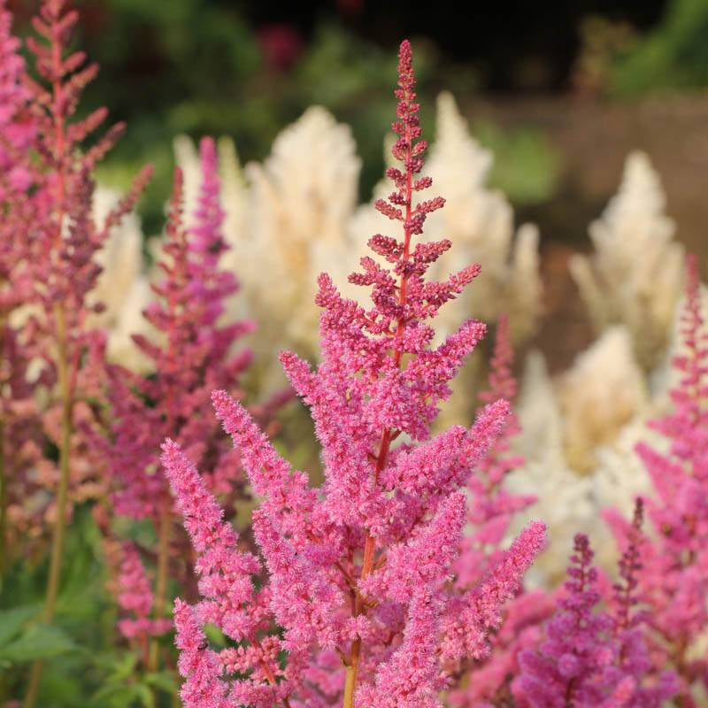 Astilbe 'Visions' Plant  4