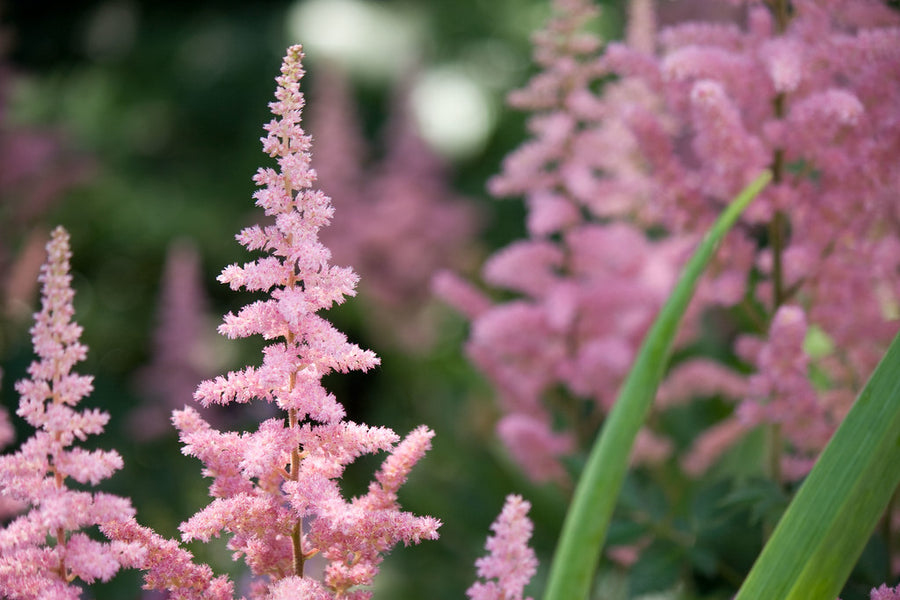Visions in Pink Astilbe Plant 3702237602_4d190126c4_b 3