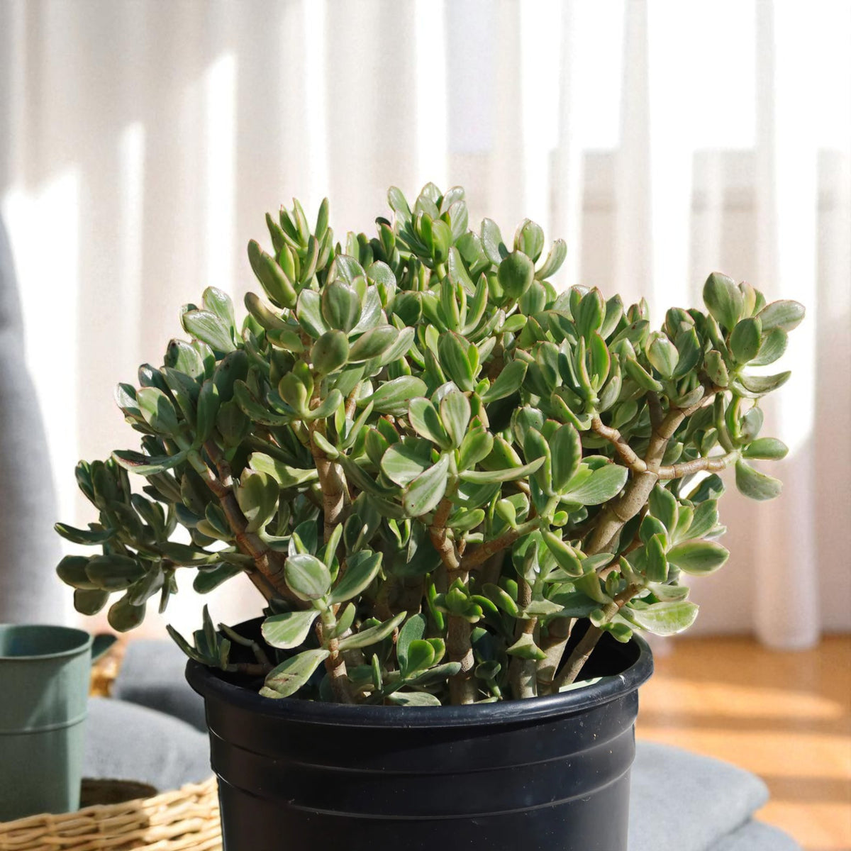Variegated Jade Plant  2