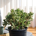 Variegated Jade Plant  2