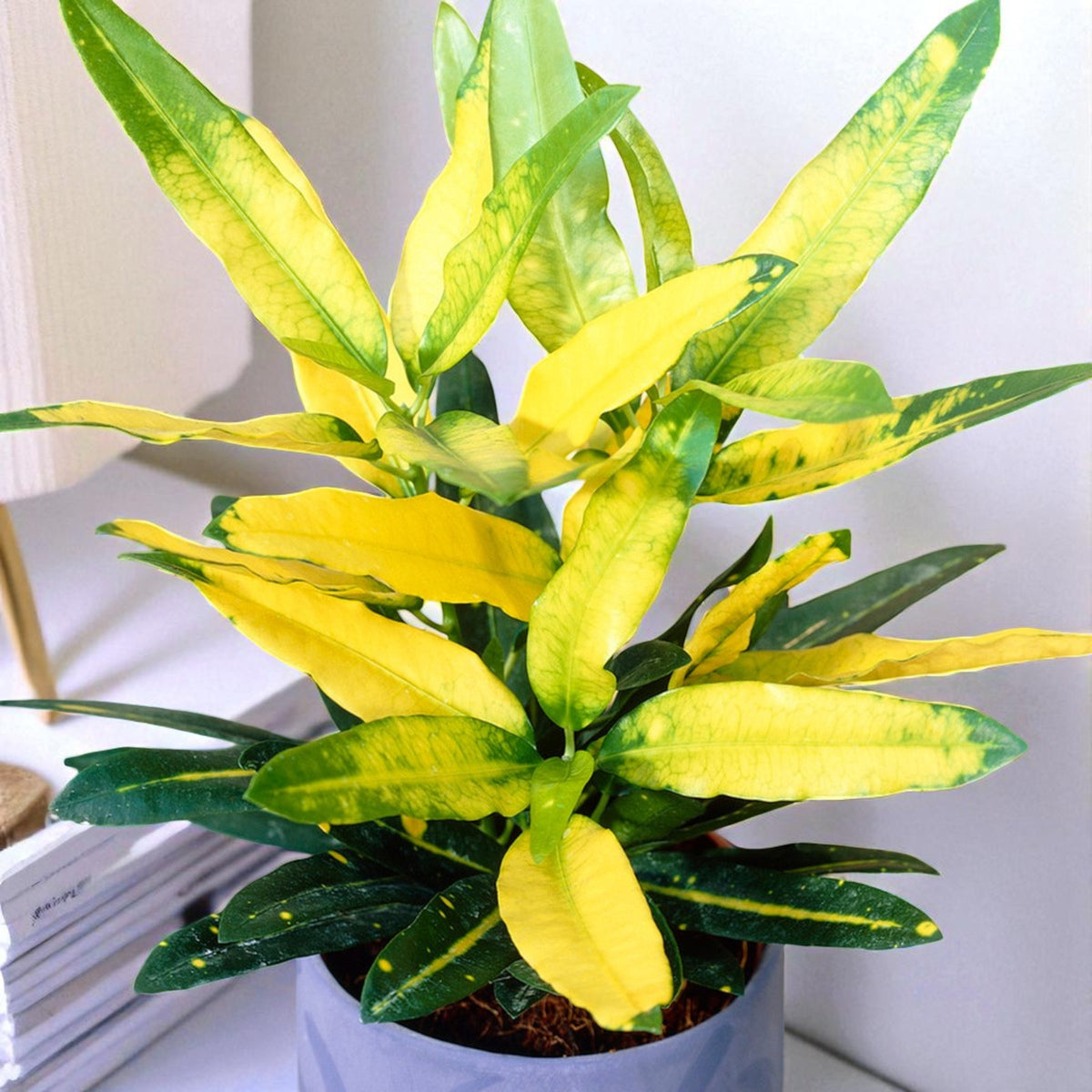Croton Sunny Star  1