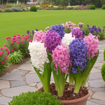 Hyacinth Bulb Collection  1
