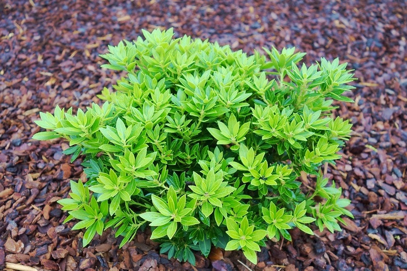 Pieris Japonica - 'Viking' (2 Plants) 3829_2 2