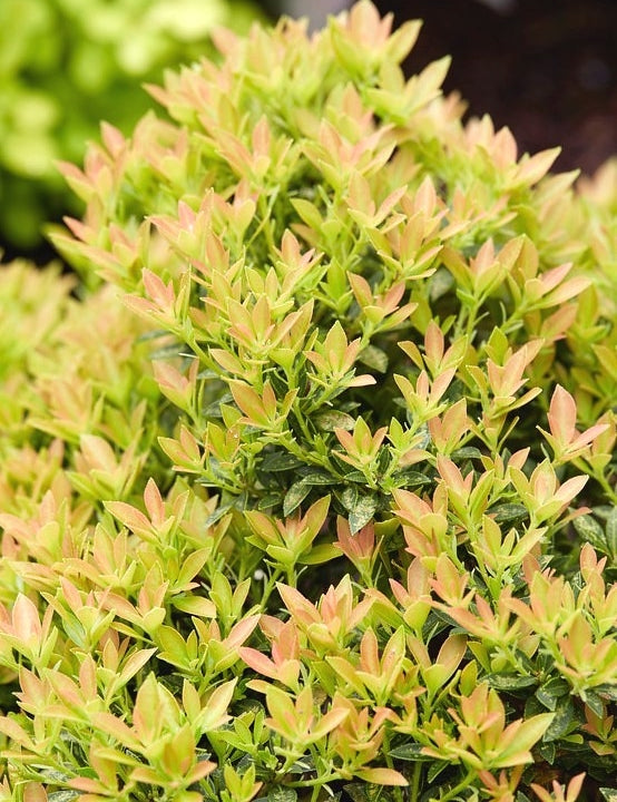 Pieris Japonica - 'Viking' (2 Plants) Pieris Japoniva Viking 1