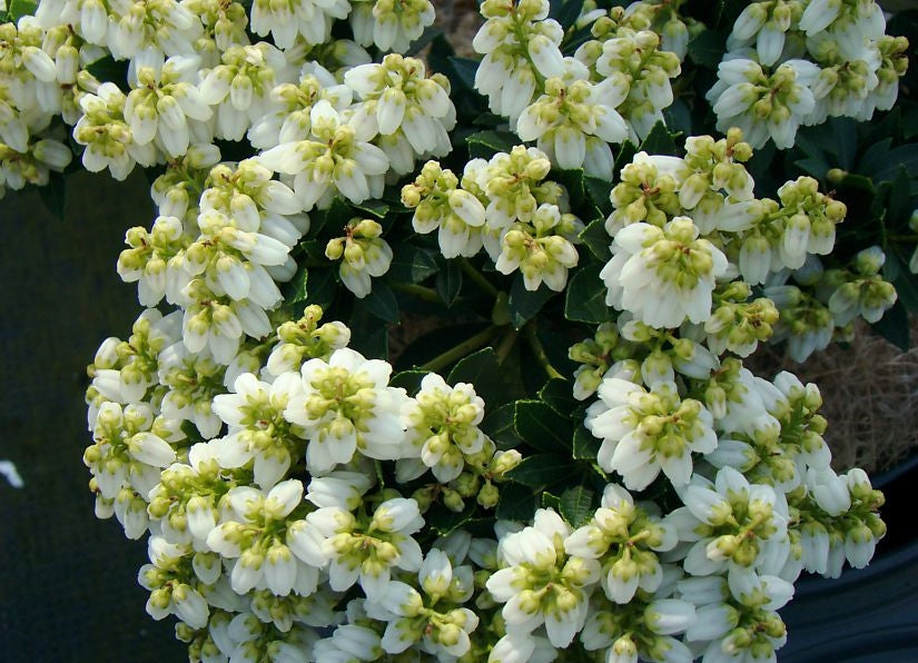 Pieris Japonica - 'Viking' (2 Plants) 3829_4 3