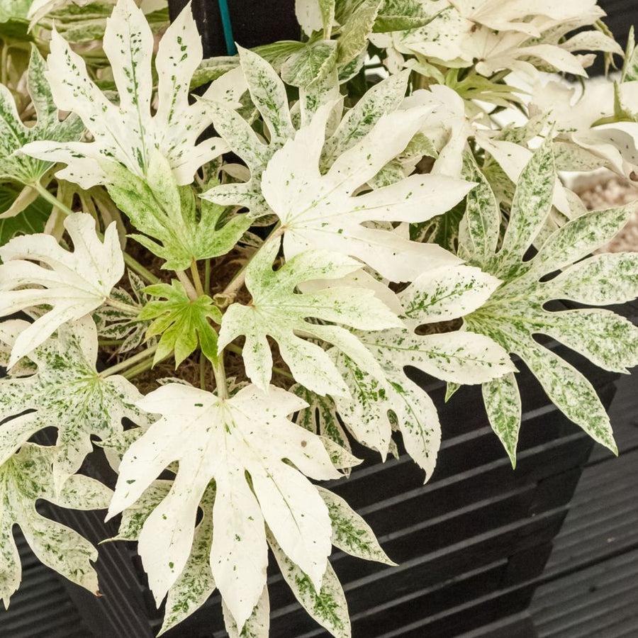 Fatsia Japonica Spiders Web Plant Fatsia Japonica in 9cm Pot - 'Spiders Web' (2 Plants) image2 3