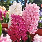 Hyacinth Berries & Cream Bulb Mix  1