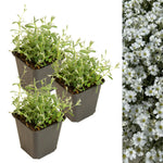 Snow in Summer in 9cm Pot Three individual potted Snow in Summer (Cerastium tomentosum) plants with grey-green leaves, alongside a dense carpet of white flowers. 7