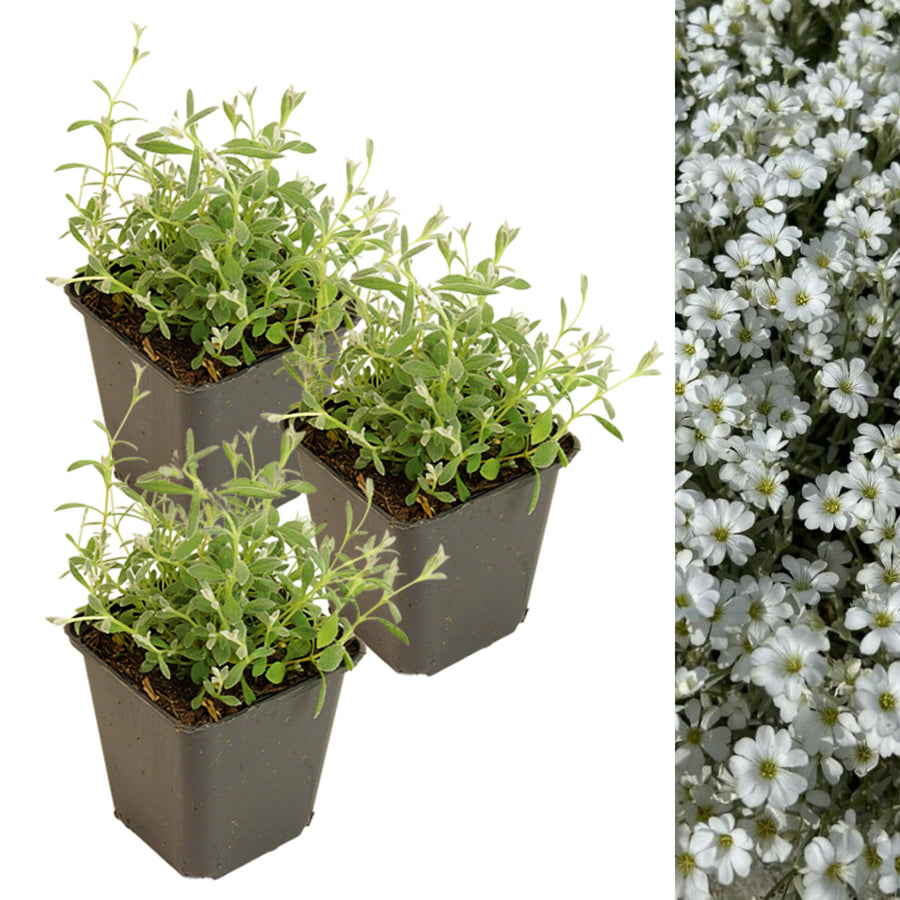 Cerastium Tomentosum Snow in Summer Three individual potted Snow in Summer (Cerastium tomentosum) plants with grey-green leaves, alongside a dense carpet of white flowers. 7