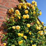 Climbing Rose Bush 3c6ddc6511b92ec37e153694f1a79c0e 8