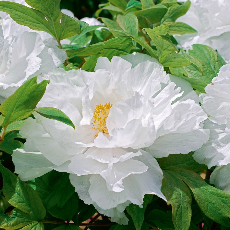 Tree Peony - White Tree Peony - White image4 3