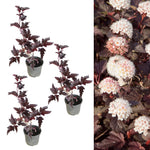 Physocarpus - 'Lady in Red' (3 Plants) 3ladyinred 2