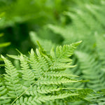 Boston Fern  2