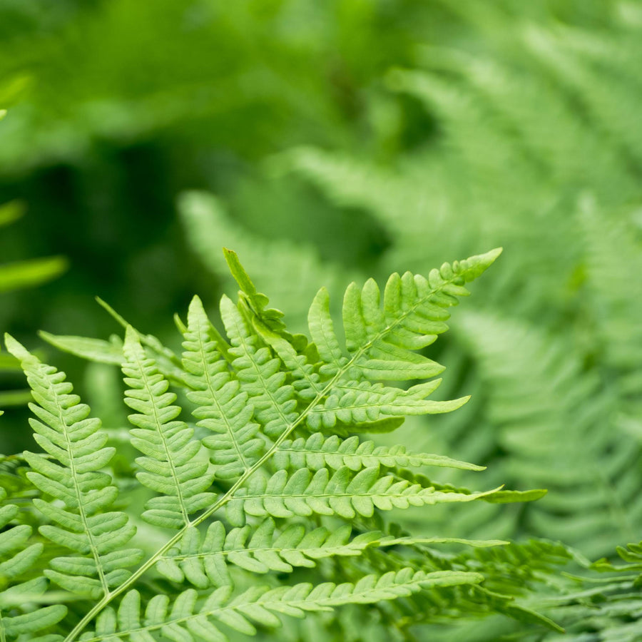 Boston Fern  2