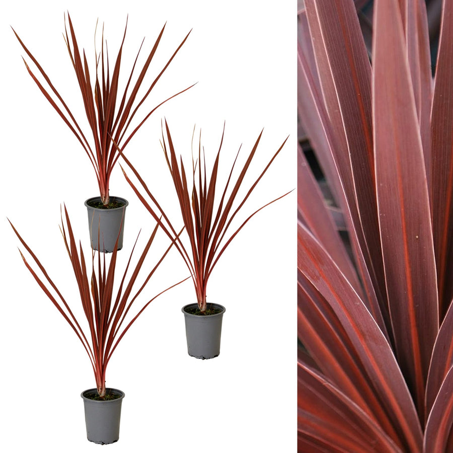 Cordyline Torbay Red 3 x Cordyline Torbay Red image1 4