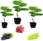 3 x Grape Vine Plants Vitis Mix  2