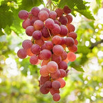 3 x Grape Vine Plants Vitis Mix  4