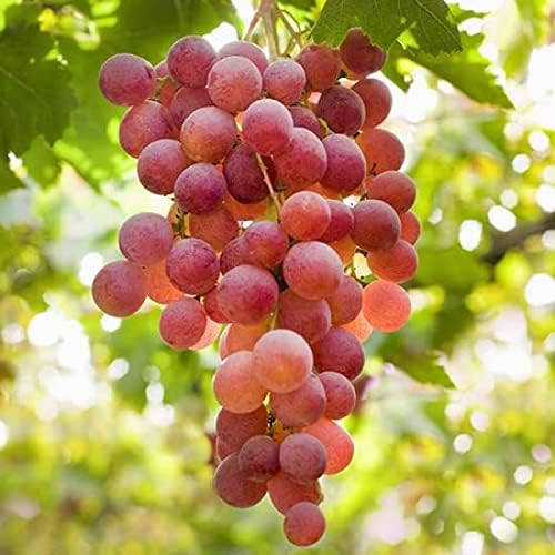 3 x Grape Vine Plants Vitis Mix  4