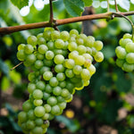 3 x Grape Vine Plants Vitis Mix  3