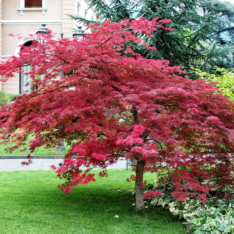 Acer Atropurpureum 4 4