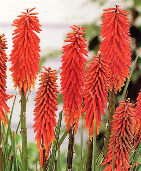 Kniphofia Poco Red 4 4