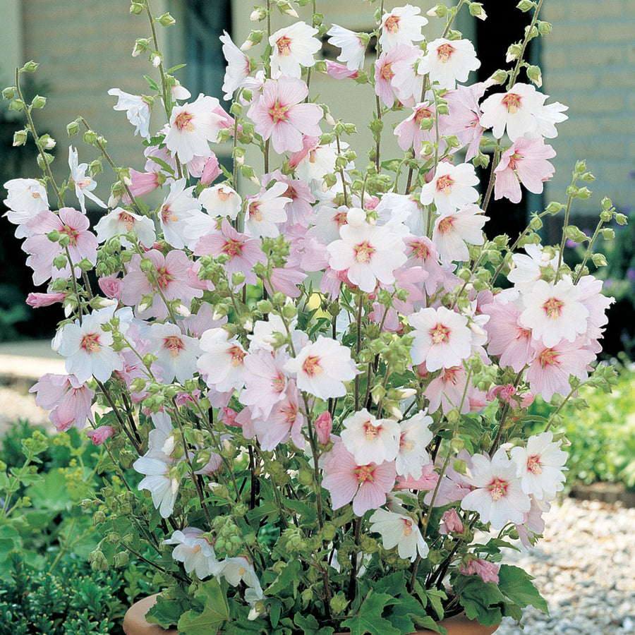 Lavatera Barnsley - White Tree Mallow Plants 4 4