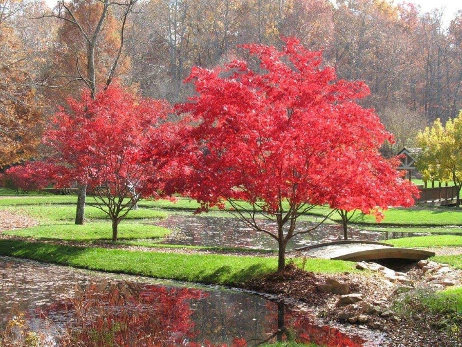 Acer Palmatum Beni Maiko 4 2
