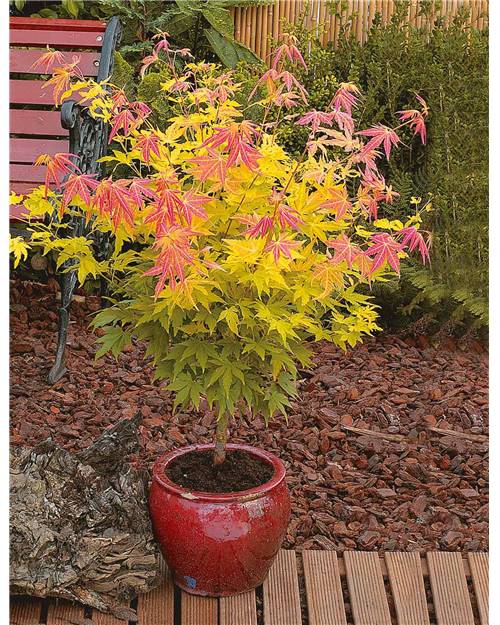 Acer Palmatum Phoenix 4 4