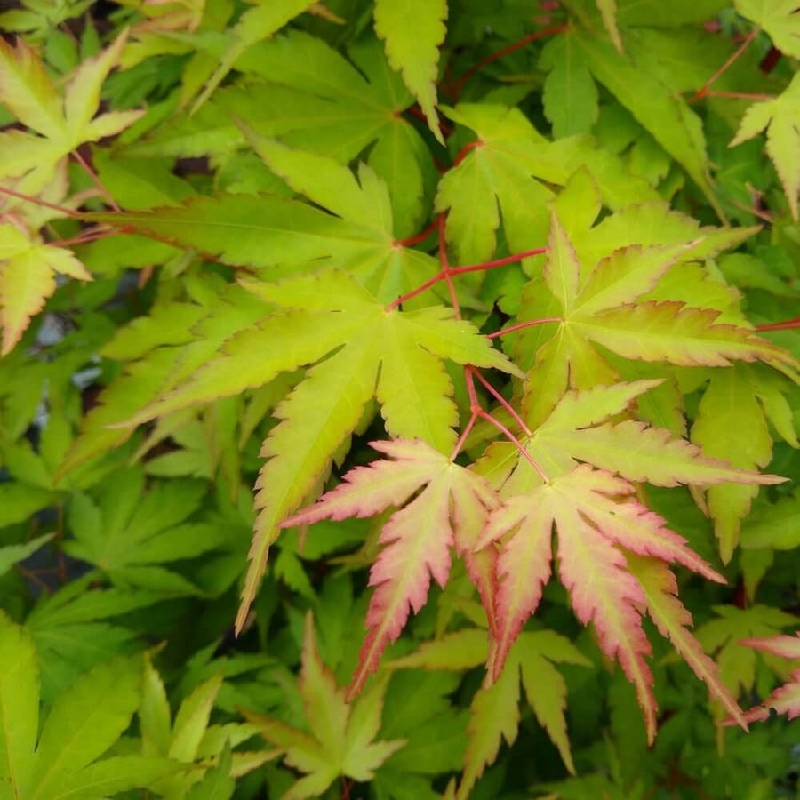 Acer Palmatum - 'Sango-kaku' 4 2