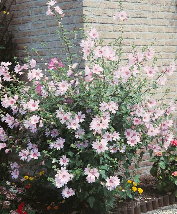 Lavatera Silver Barnsley - Tree Mallow Plants 4 4