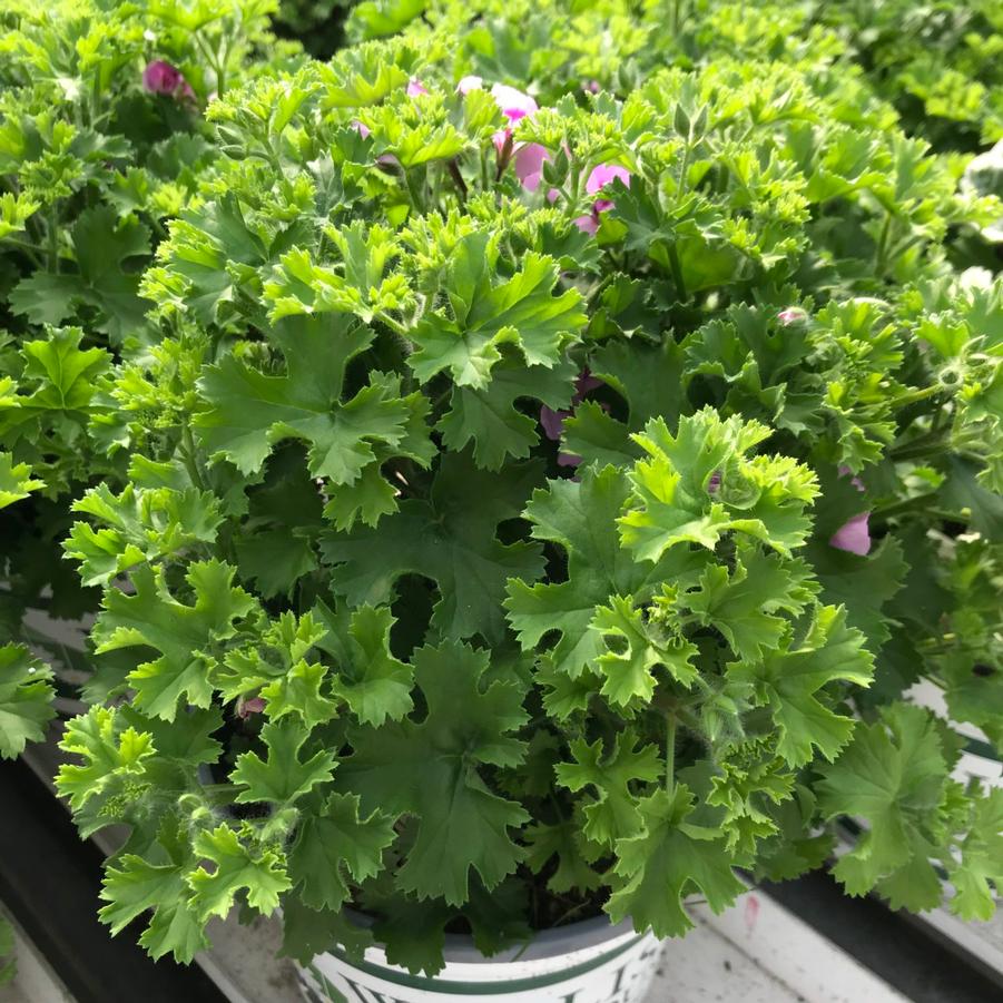 Lemon Scented Geranium