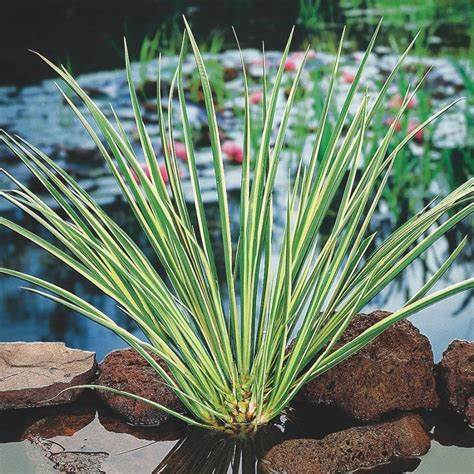 Acorus Gramineus Variegatus Pond Plant 4 2
