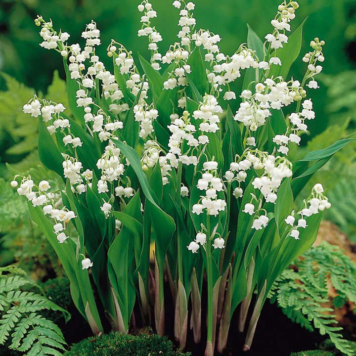 Lily of The Valley Lily of The Valley image2 3