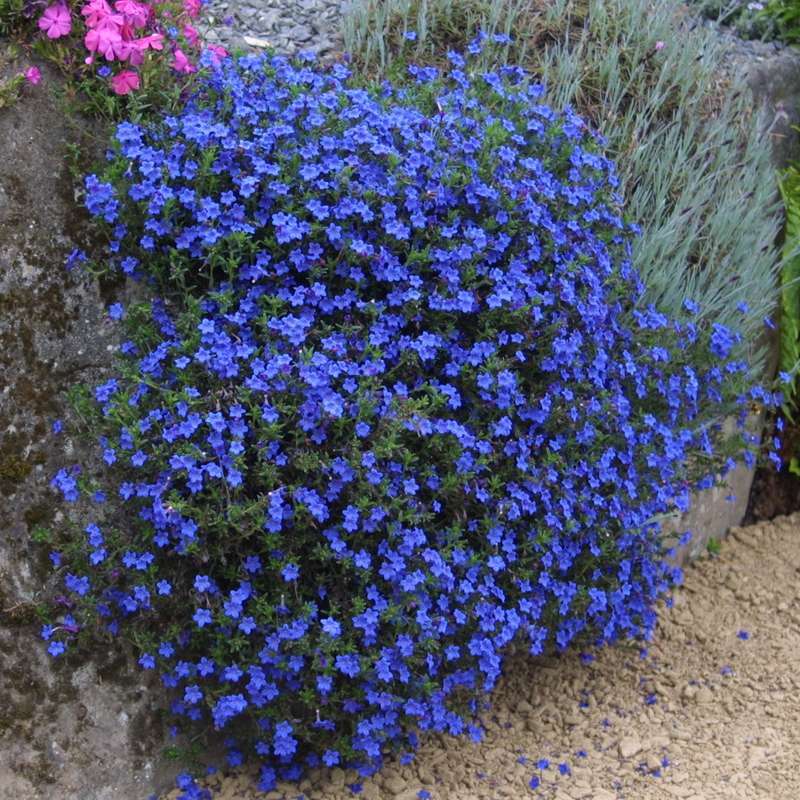 Lithodora Heavenly Blue Lithodora Diffusa 1